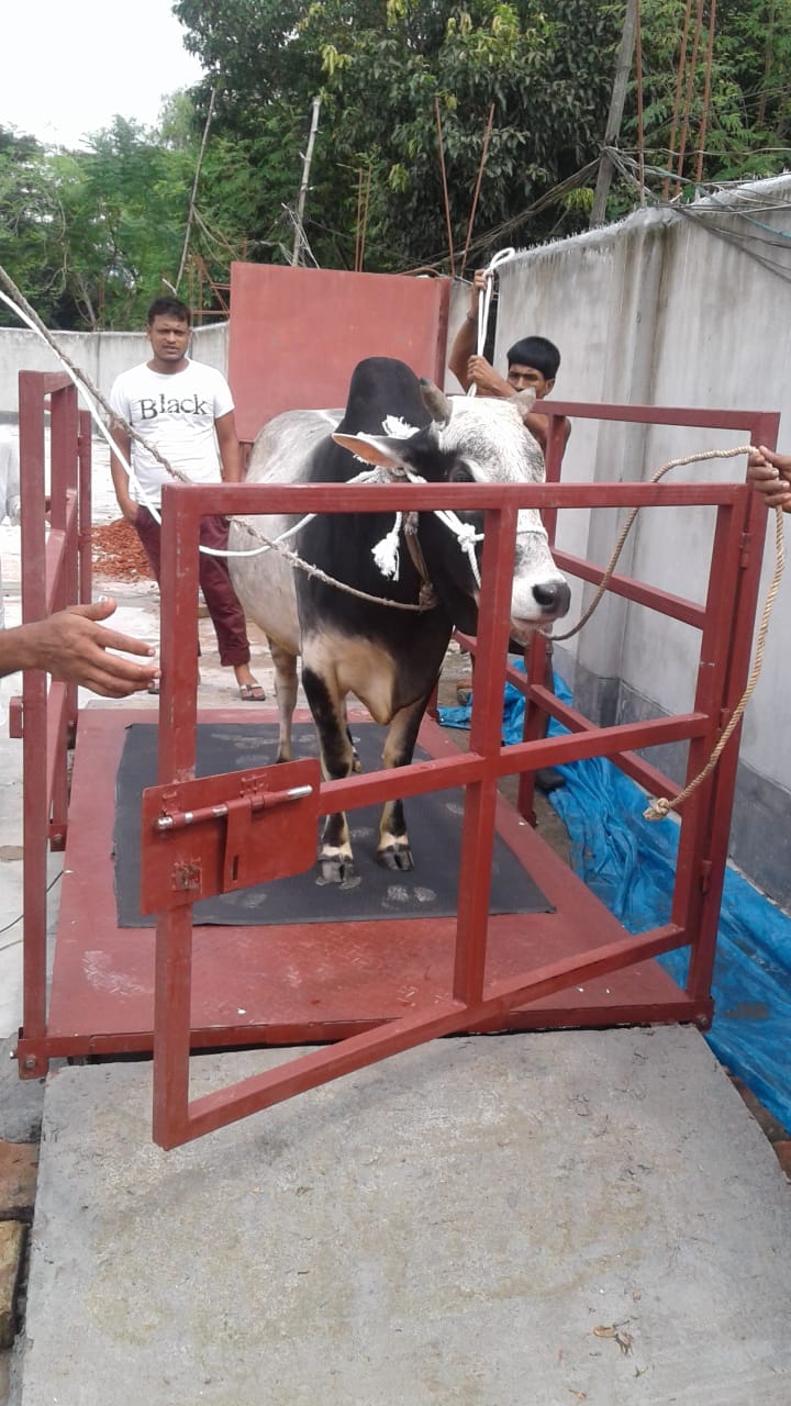 Animal Scale 2000 kg