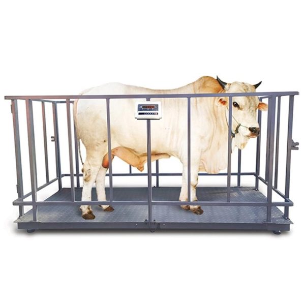 Dairy / Cattle Farm